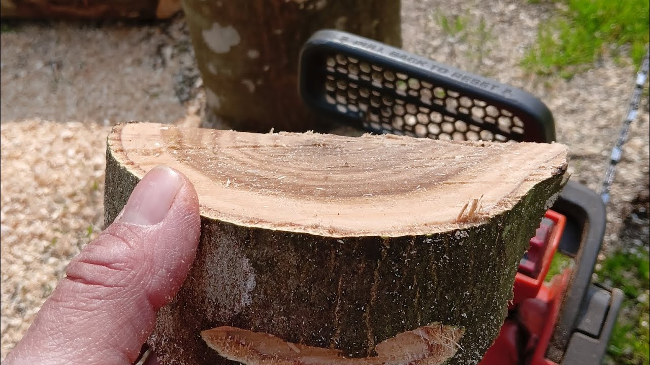 COME EFFETTUARE UN ABBATTIMENTO DI UN ALBERO 🌿🌿🌿IN SICUREZZA..... TUTTO QUELLO CHE C'È DA SAPERE 👌