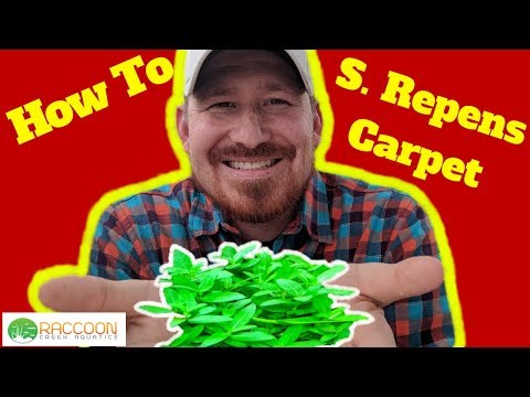 How to: Grow an S. Repens Carpet | Staurogyne Repens