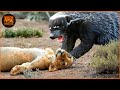 Most Shocking Honey Badger Attacks and Predator Confrontations Caught on Camera | Wild Animals