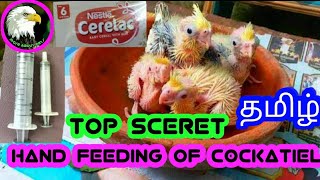 How To Hand Feed Baby Cockatiel Tamil More About Pets Map