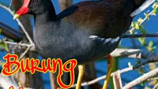 Suara burung Mandar batu top cocok untuk suara pikat jaring gantung