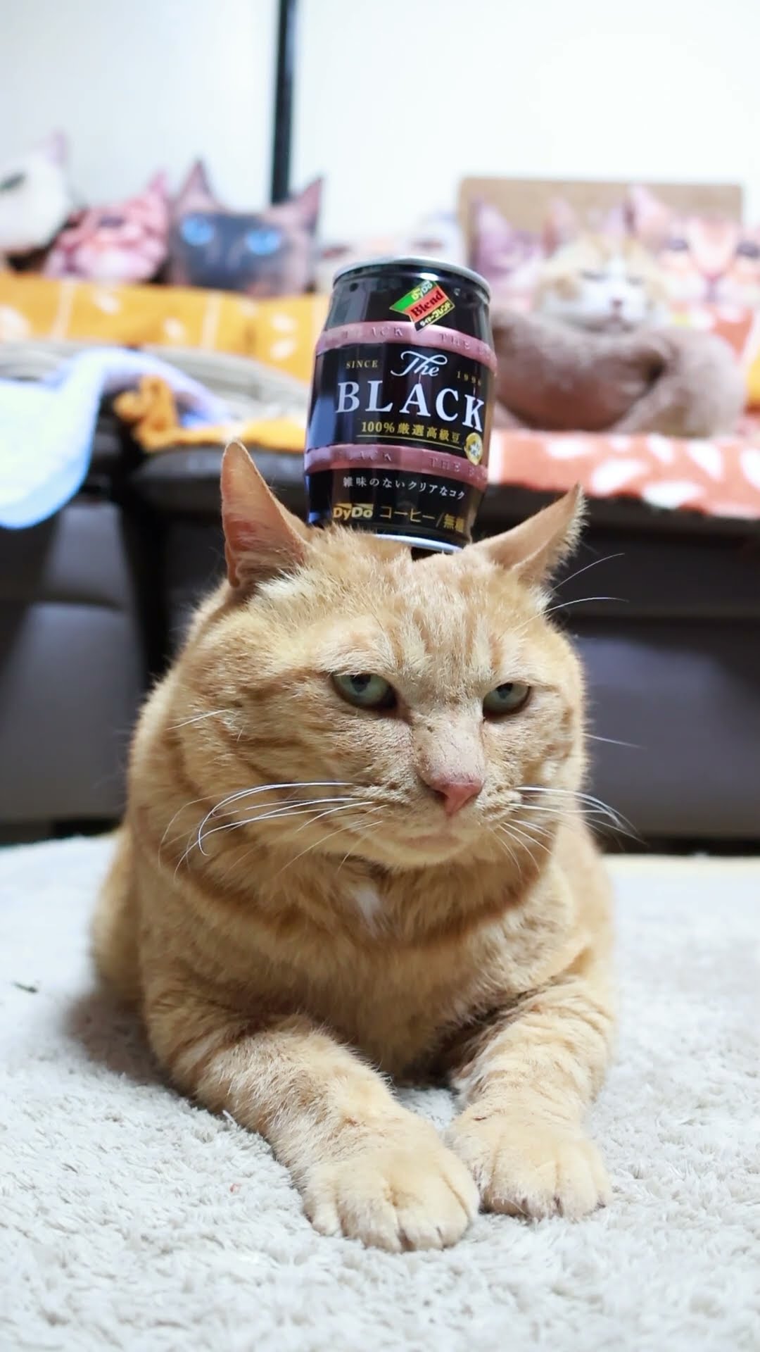 ダイドー ブレンド ブレンドブラック 樽 240623 #cat #のせ猫