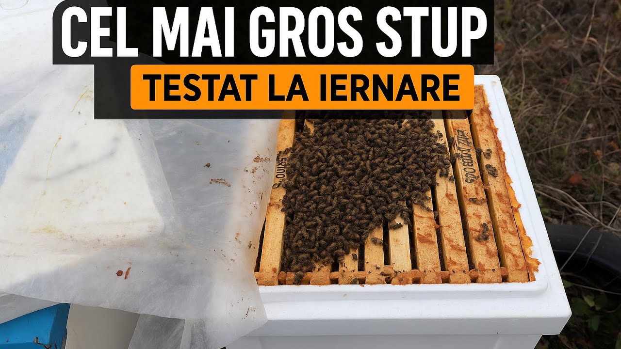 Iernare în cel mai gros stup de polistiren testat de mine – STAS Dadant 1/1