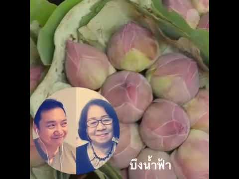 เพลง บึงน้ำฟ้า Facinating Pond