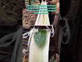 Traditional Abaca Fiber Extraction: The Art of Hand-Stripping
