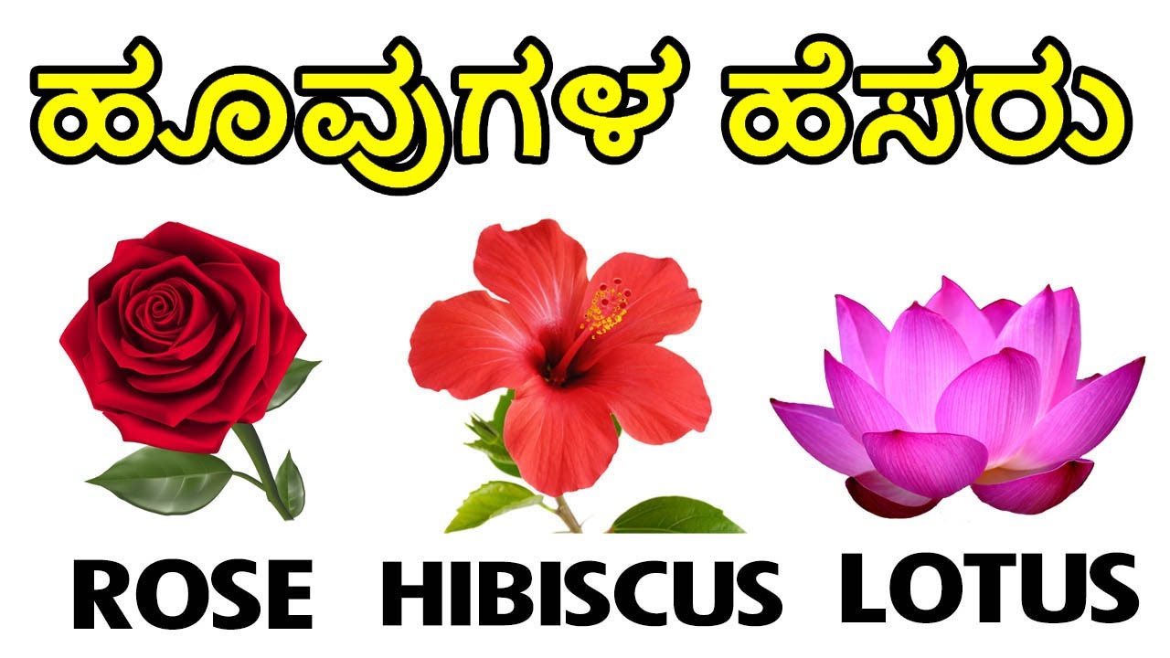 Learn Flowers Names In English And Kannada ಹ ವ ಗಳ ಹ ಸರ Flowers Name Youtube