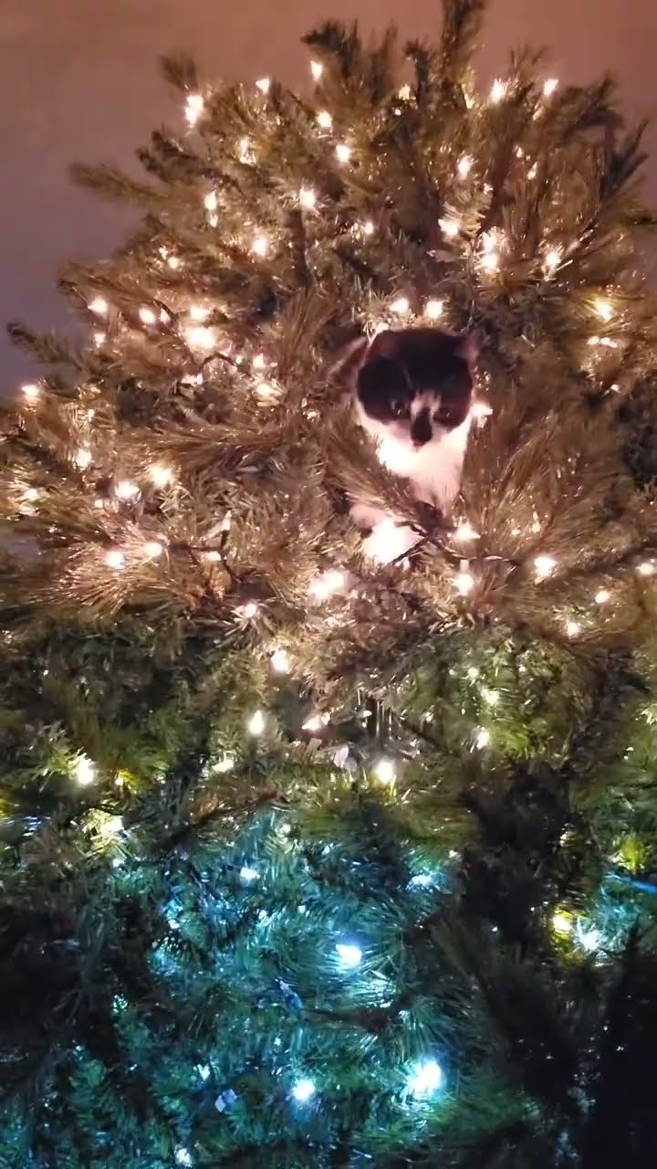 C magnifique vidéo chat ? ? ? ? ? ? ?