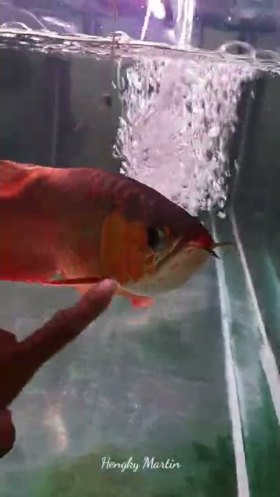 Ikan Arwana Super Red-Ikan Hias | Amazing Arowana Super Red Fish From Indonesia #Shorts #arwana
