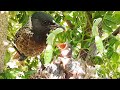 Manties Queen Eating Struggle | Bulbul birds in nest | EP 15 day 5