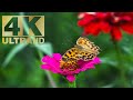 RELAXING AND HEALING MUSIC THAT WILL EXACTLY HELP YOU RELIEVE STRESS AND RELAX.4K RELAX/MASSAGE/YOGA