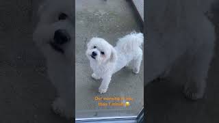 A morning with a Bichon frise is very entertaining  #dogs #bichonfrise #shorts