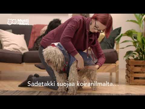 Video: Sydämen Sykeongelmat (seisokki) Koirilla