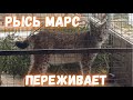 Рысь Марс переживает за подругу