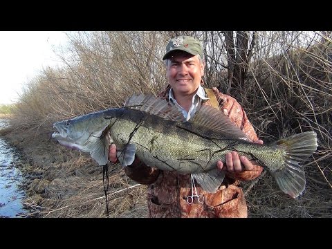 Огромный судак попался на маленькую блесну!