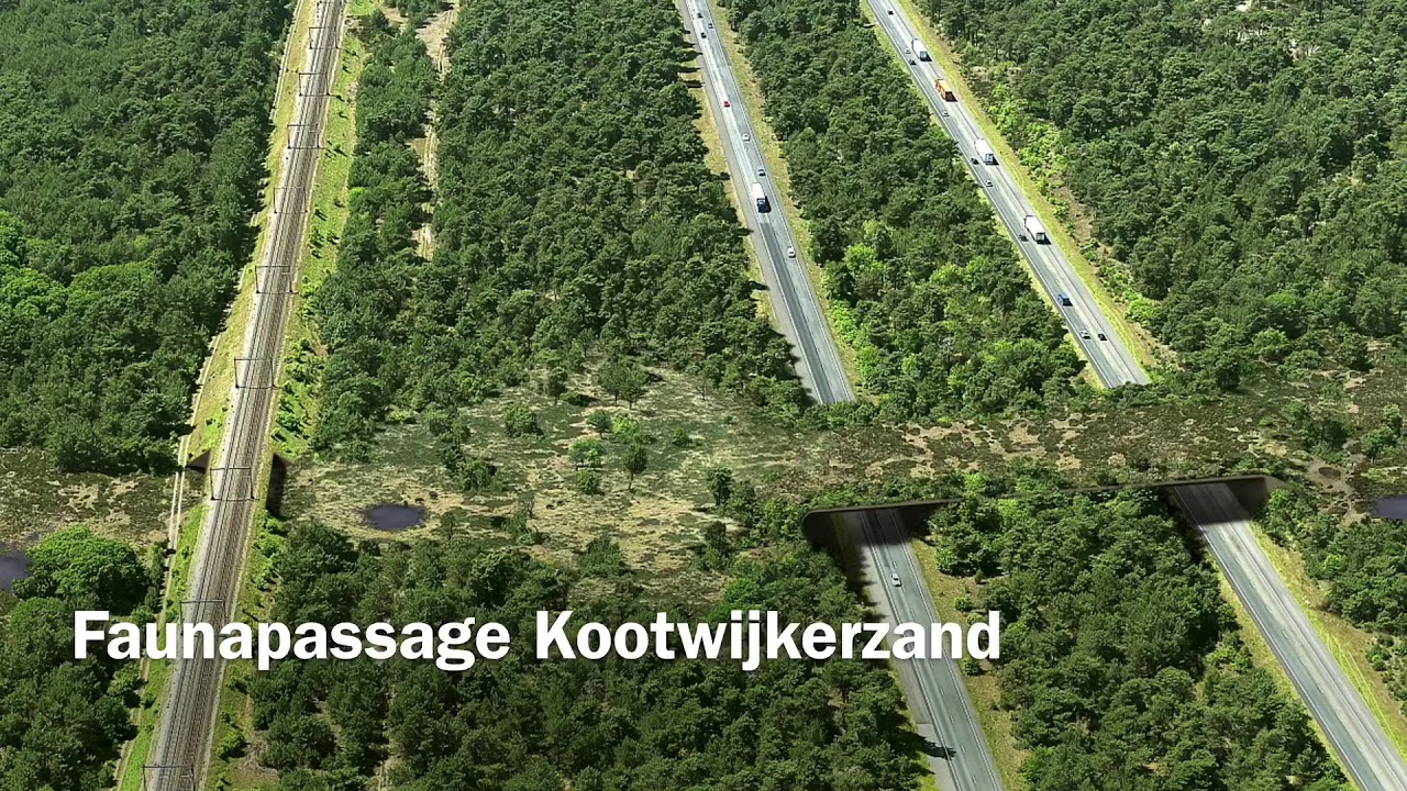 rails link_to ProRail opent Faunapassage Kootwijkerzand op 23 maart.