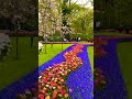 Beautiful flowers | beautiful park in summer | #shorts #ytshorts2021 #flowers