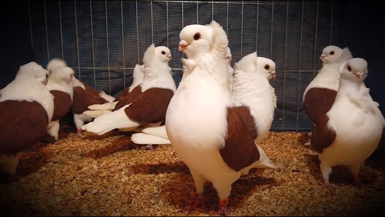 Staronemački galebići 2022 / Old German Owl / Altdeutsche Mövchen