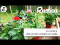 La culture des mini rosiers en pot