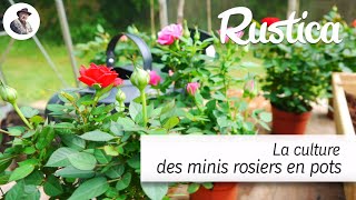 La culture des mini rosiers en pot