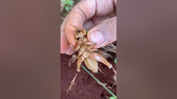 IQ cowboy using fire ants to catch cricket insect