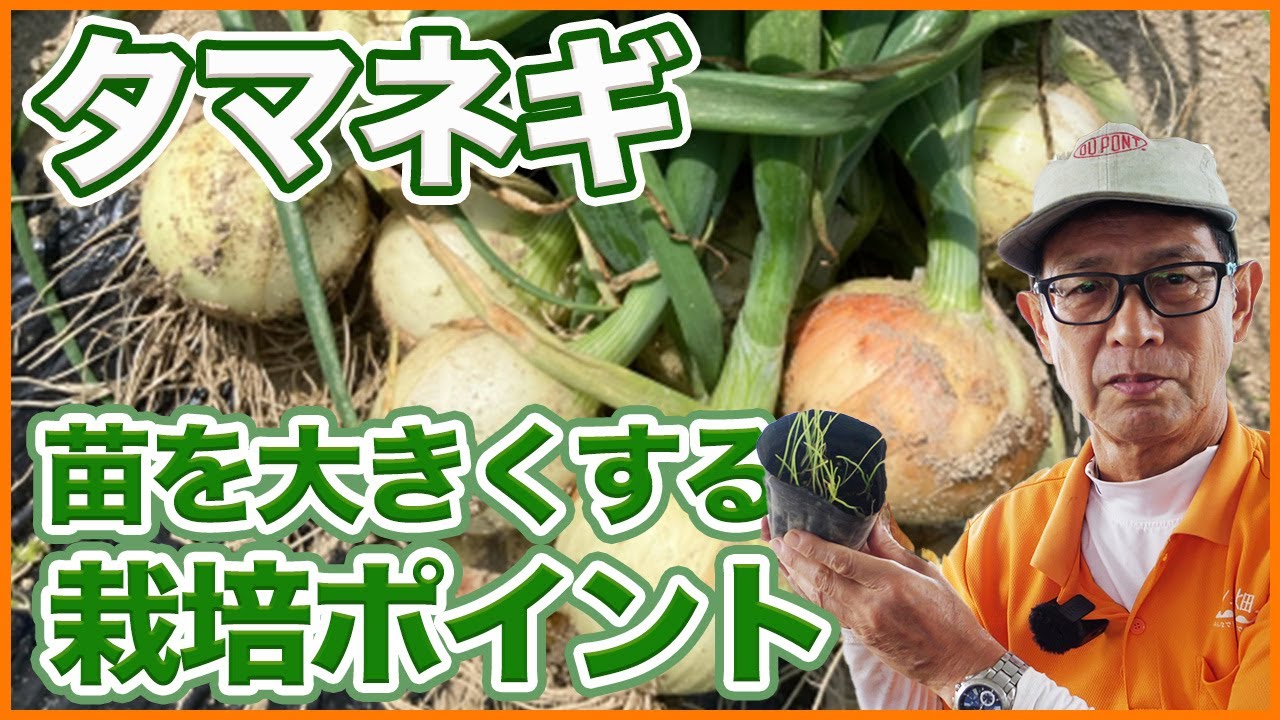 The secret to growing onion seedlings in your home garden or farm