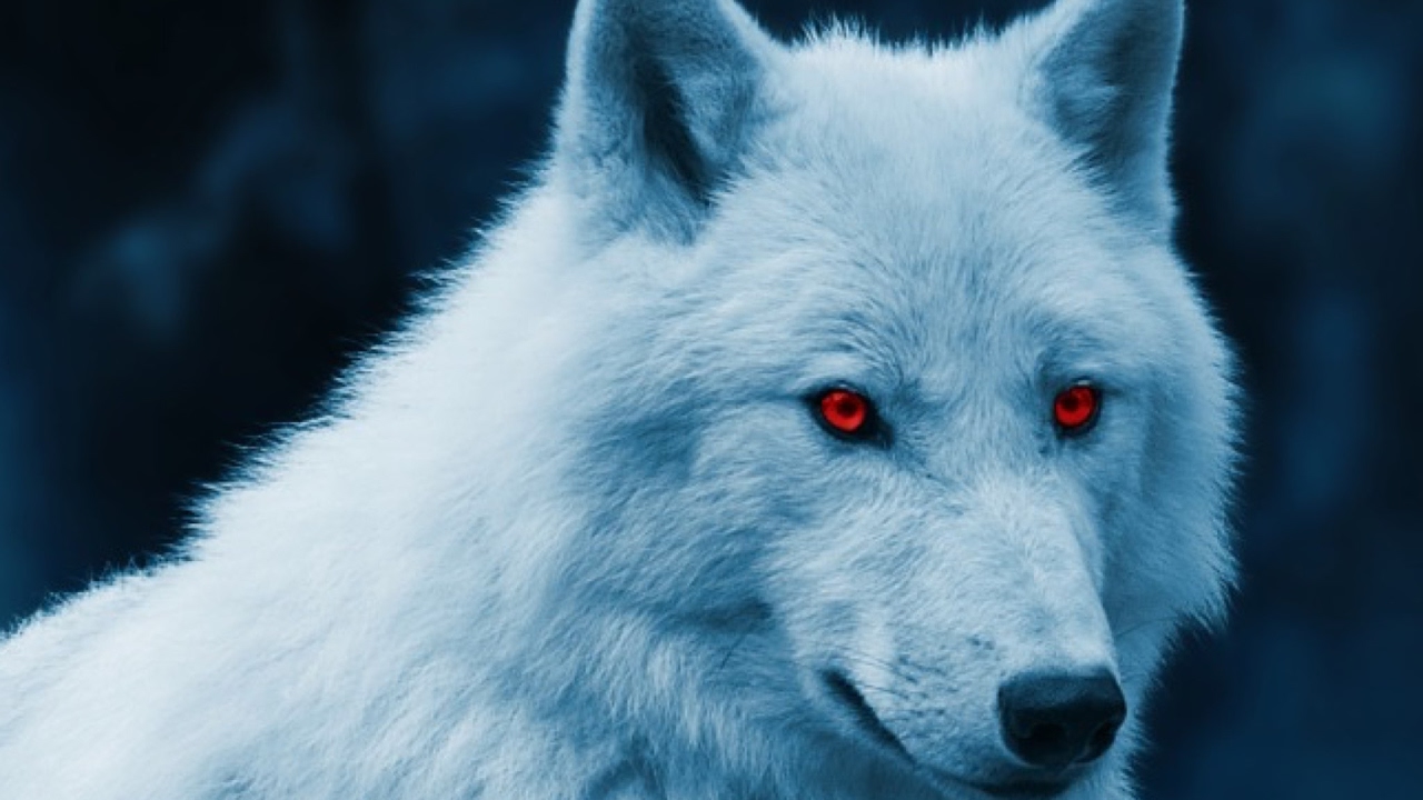 Wolfie Youtuber