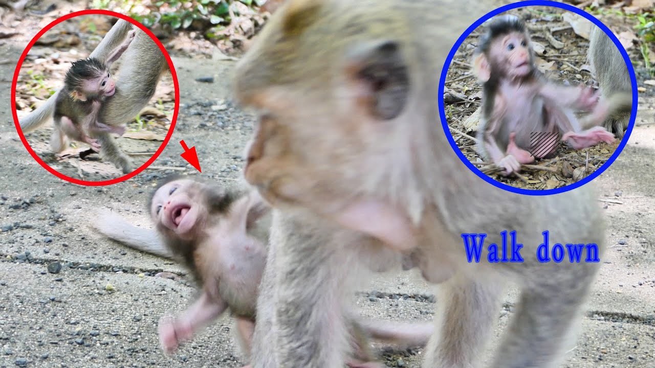 Malika don't care about baby MoMo, clings to her legs and cries, MoMo learns to walk, often falls.