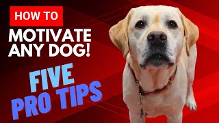 Want to Get Your Dog Motivated? Here's the Secret... by Training Positive 2,721 views 1 year ago 4 minutes, 46 seconds