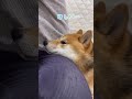 うどんが欲しいので徐々ににじり寄っていく柴犬てぃーだ#shorts #柴犬