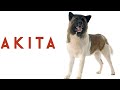 AKITA | அக்கிடா நாய்கள் | Storyboard の動画、YouTube動画。