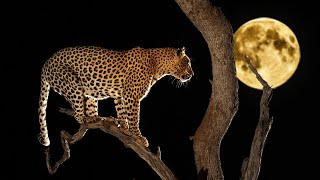 African night sounds | Shimuwini Bush Camp #1, Kruger National Park - Kruger nature sounds 🌍143