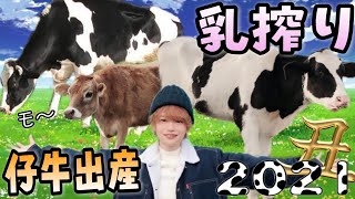 うし年なので牛の乳搾りをしていたら、隣の牛が出産！！！