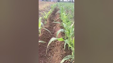 Mini Tiller Machine in Action | Powerful Farming Tool for Easy Soil Preparation part 999