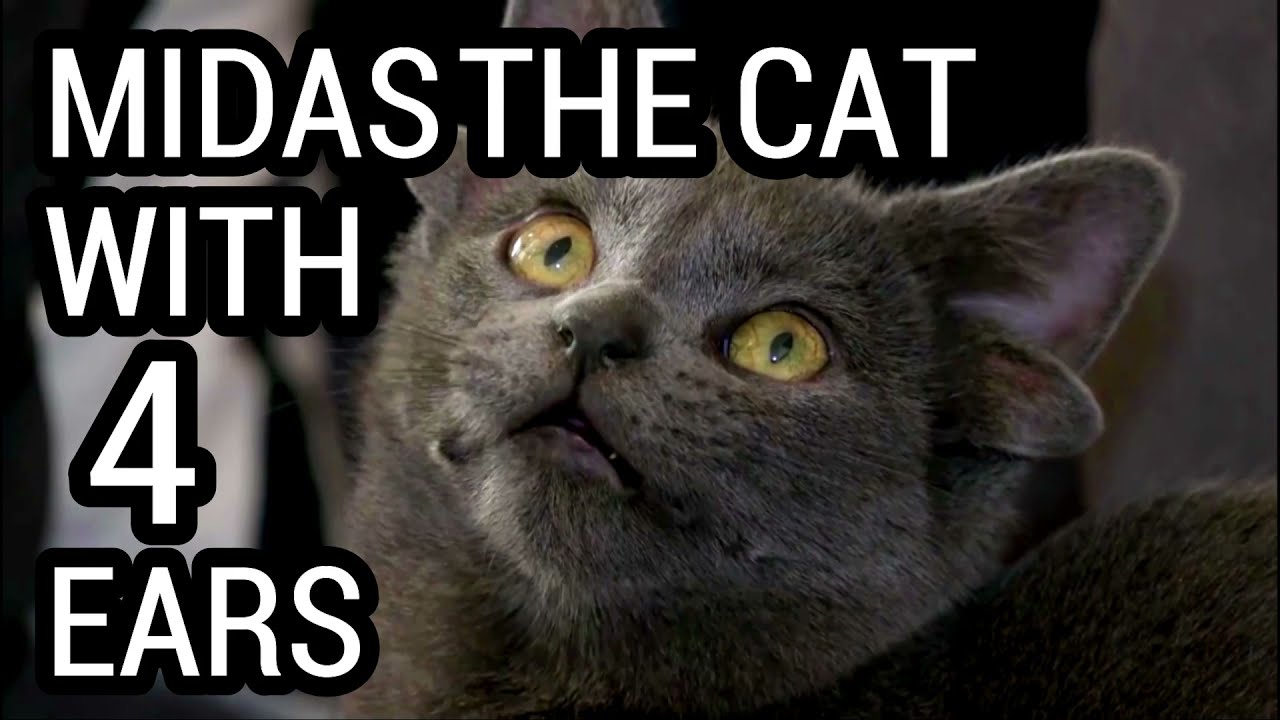 THE CAT WITH 4 EARS MIDAS TURKEY YouTube