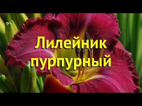 Лилейник пурпурный. Краткий обзор, описание характеристик, где купить рассада hemerocallis