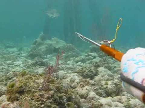 Spearfishing bahamas, John Dornellas, Darvil McBri...