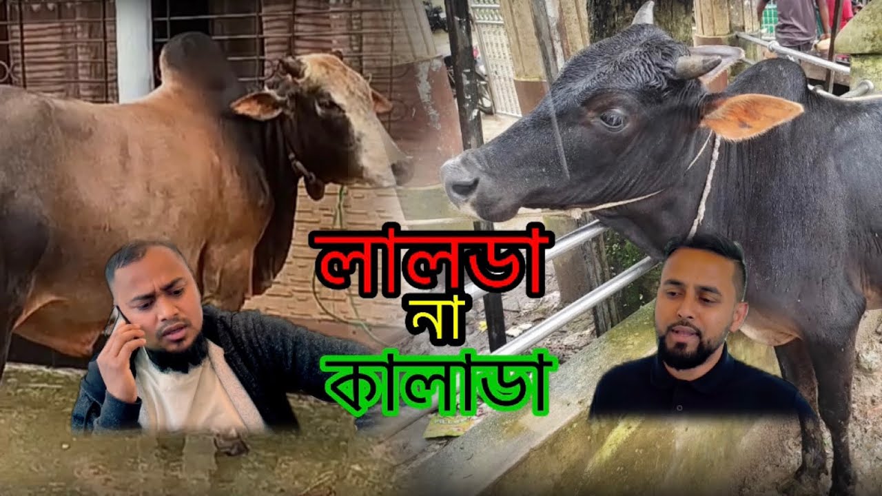 শখের গরু কোরবানি দিচ্ছেন ত আপনি । Amjad Rahman - YouTube