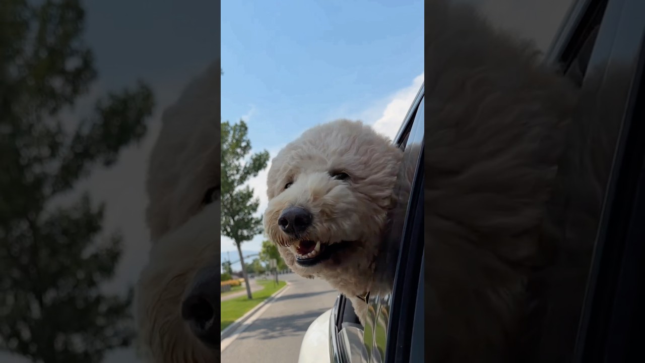 Only on his terms #dogs #dogcomedy