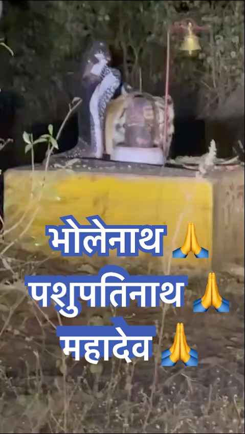 ये दृश्य देखकर रोंगटे खड़े हो जाएंगे 🐅😰 #tiger #wildanimals #shorts