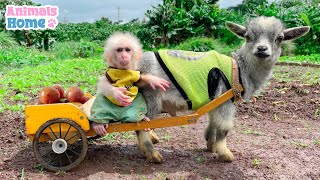 Smart Bibi Takes The Goat To Harvest Plums And Buy Cakes