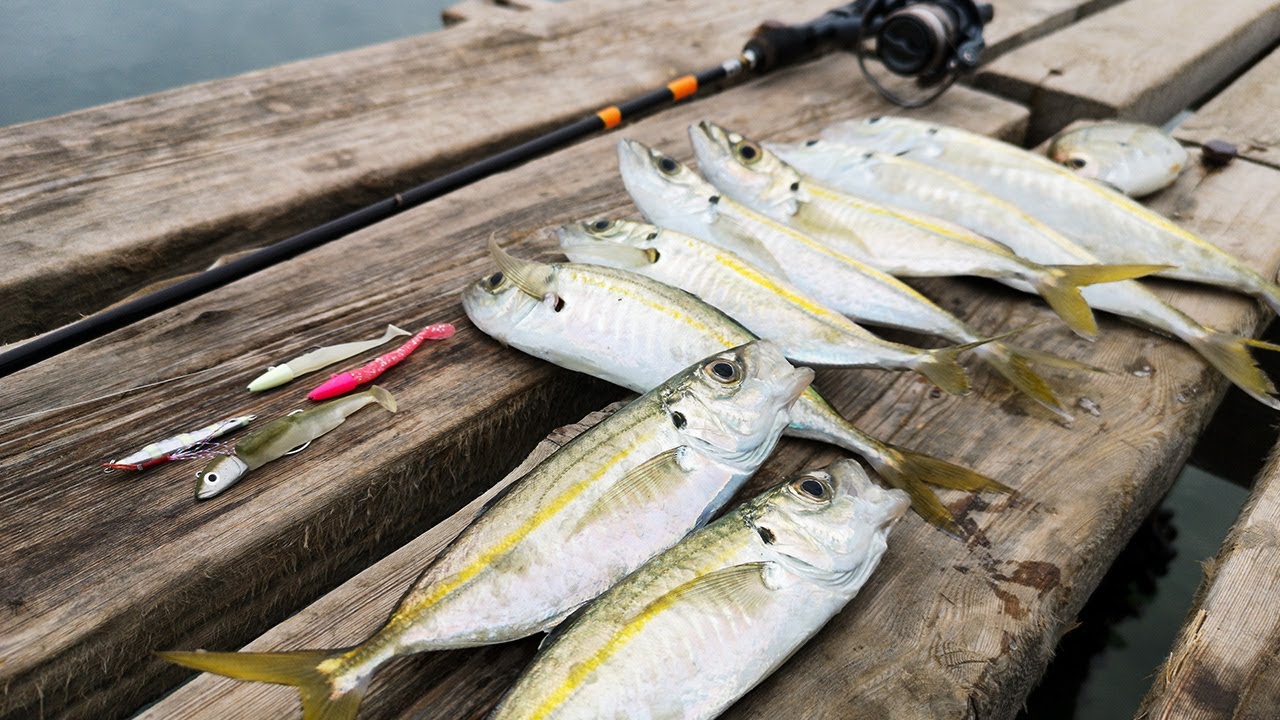 Foça da İstavrit başlamış/At Çek LRF İstavrit avı/LRF/Light Rock Fishing/Horse Mackerel
