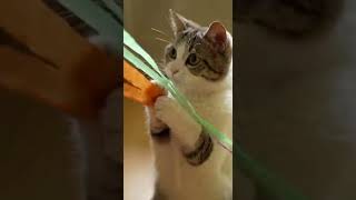 Cat And A Ribbon-Decorated Fan