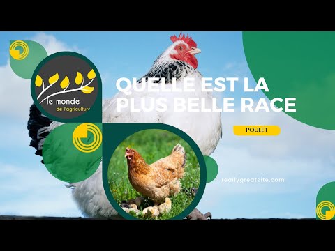Vidéo: Les meilleures races de poulet dans le jardin