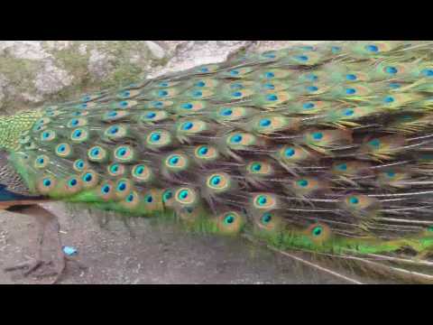 The peacock spread his tail feathers - Wisent - Wi...