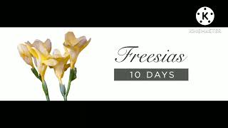 What Are The More Long Lasting Flowers In The Worldwith Lasting Timeing Rainbow Petals