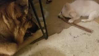 Eskimo mix puppy steals bully stick from GSD