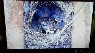 Video 3 Robin eggs hatching: Feeding Robin Egg Check 3