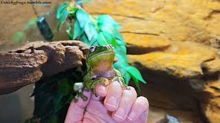 Jens is practising his Handsome! Round Frog Helps! @StickyfrogsAustralia