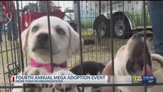 Dozens of groups join for Bakersfield 'Mega Adoption' event