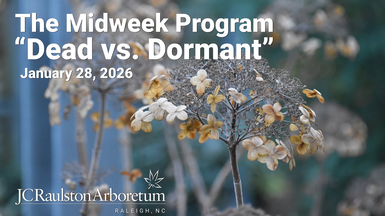 The Midweek Program - 